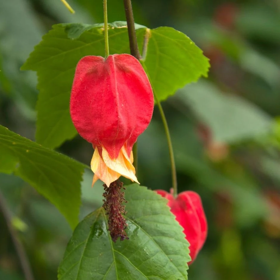 Abutilon Megapotamicum 1 Abutilon Megapotamicum