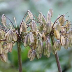 Agapanthus Africanus 5 Agapanthus Africanus -Pure Botanica pl0000000195 card3 lg