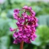 Bergenia 'Abendglut'