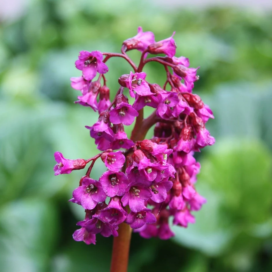 Bergenia 'Abendglut' 1 Bergenia 'Abendglut'