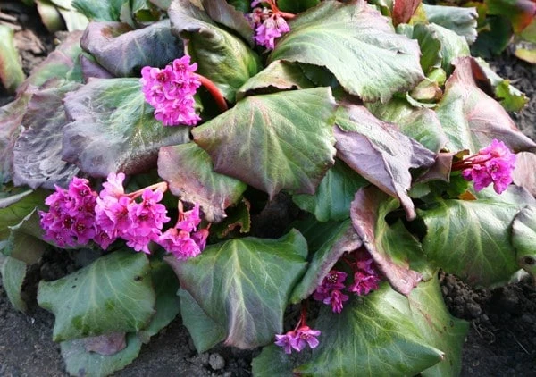 Bergenia 'Abendglut' 2 Bergenia 'Abendglut' - Image 2