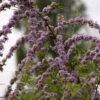 Buddleja Alternifolia