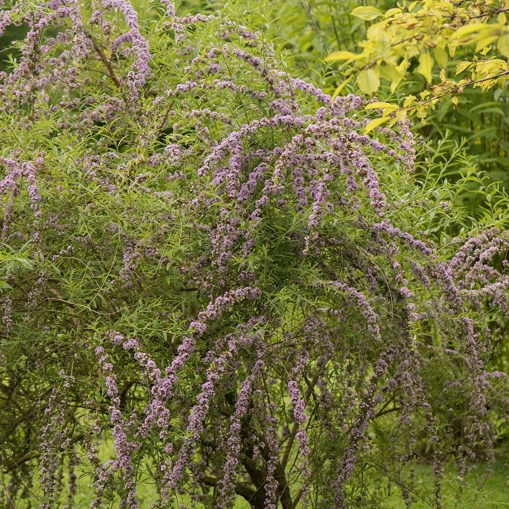Buddleja Alternifolia 2 Buddleja Alternifolia - Image 2
