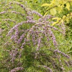 Buddleja Alternifolia 6 Buddleja Alternifolia -Pure Botanica pl0000000408 card3 lg