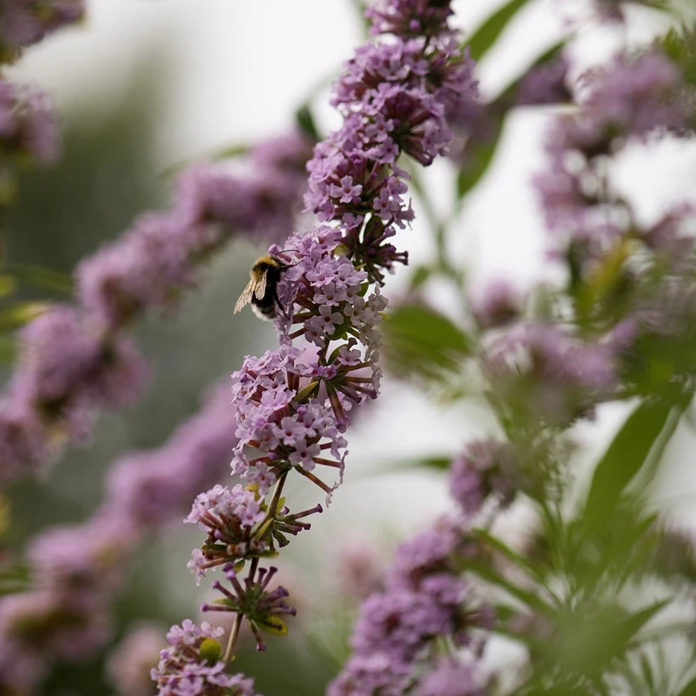Buddleja Alternifolia 4 Buddleja Alternifolia - Image 4