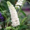 Buddleja Davidii 'White Profusion'