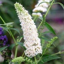 Buddleja Davidii 'White Profusion'