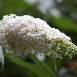 Buddleja Davidii 'White Profusion' -Pure Botanica pl0000000412 card3 lg