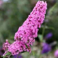 Buddleja 'Pink Delight'