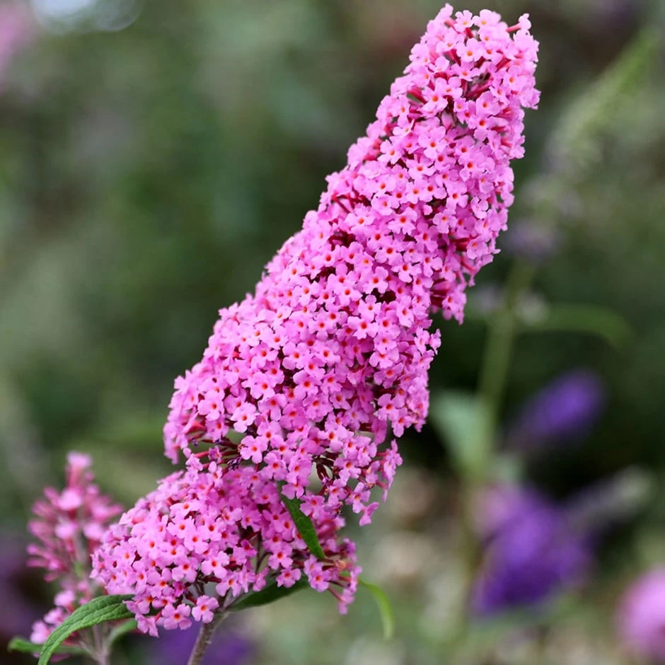 Buddleja 'Pink Delight' 1 Buddleja 'Pink Delight'