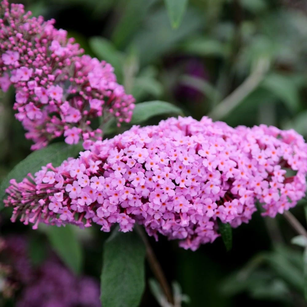 Buddleja 'Pink Delight' 2 Buddleja 'Pink Delight' - Image 2