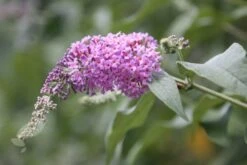 Buddleja 'Pink Delight' 7 Buddleja 'Pink Delight' -Pure Botanica pl0000000421 card4 lg