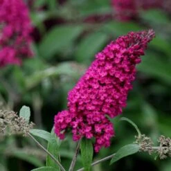 Buddleja Davidii 'Royal Red'