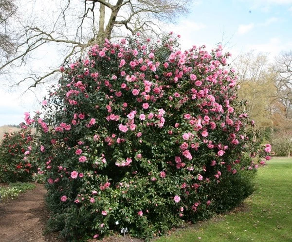Camellia × Williamsii 'Donation' 2 Camellia × Williamsii 'Donation' - Image 2