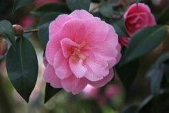 Camellia × Williamsii 'Donation' 6 Camellia × Williamsii 'Donation' -Pure Botanica pl0000000636 card3 lg
