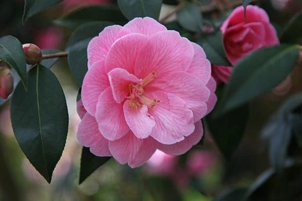 Camellia × Williamsii 'Donation' 3 Camellia × Williamsii 'Donation' - Image 3
