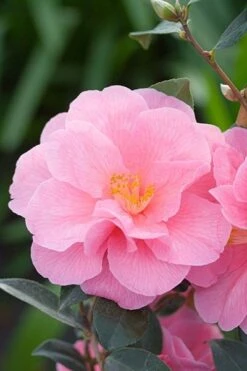 Camellia × Williamsii 'Donation' 7 Camellia × Williamsii 'Donation' -Pure Botanica pl0000000636 card4 lg