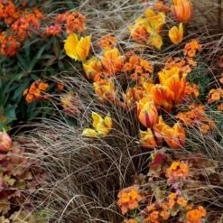 Carex Testacea 5 Carex Testacea -Pure Botanica pl0000000688 card3 lg