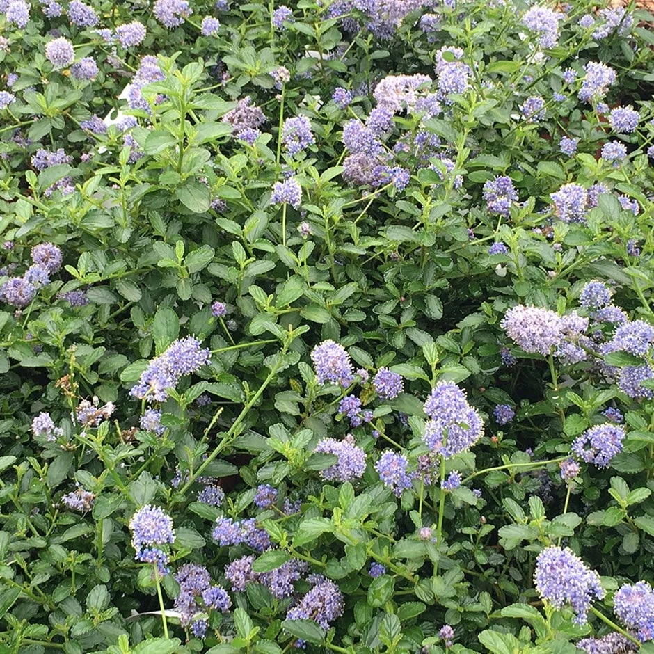 Ceanothus Thyrsiflorus Var. Repens 1 Ceanothus Thyrsiflorus Var. Repens