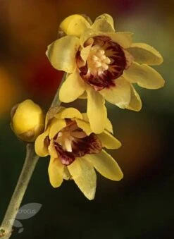 Chimonanthus Praecox -Pure Botanica pl0000000820 card4 lg