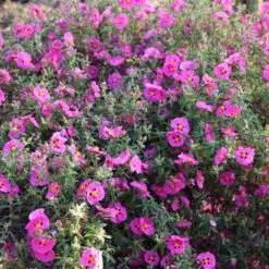 Cistus × Purpureus -Pure Botanica pl0000000848 card3 lg