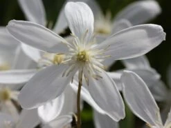 Clematis Armandi 'Snowdrift' -Pure Botanica pl0000000865 card4 lg