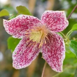 Clematis Cirrhosa Var. Purpurascens 'Freckles'
