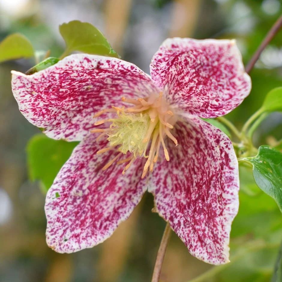 Clematis Cirrhosa Var. Purpurascens 'Freckles' 1 Clematis Cirrhosa Var. Purpurascens 'Freckles'