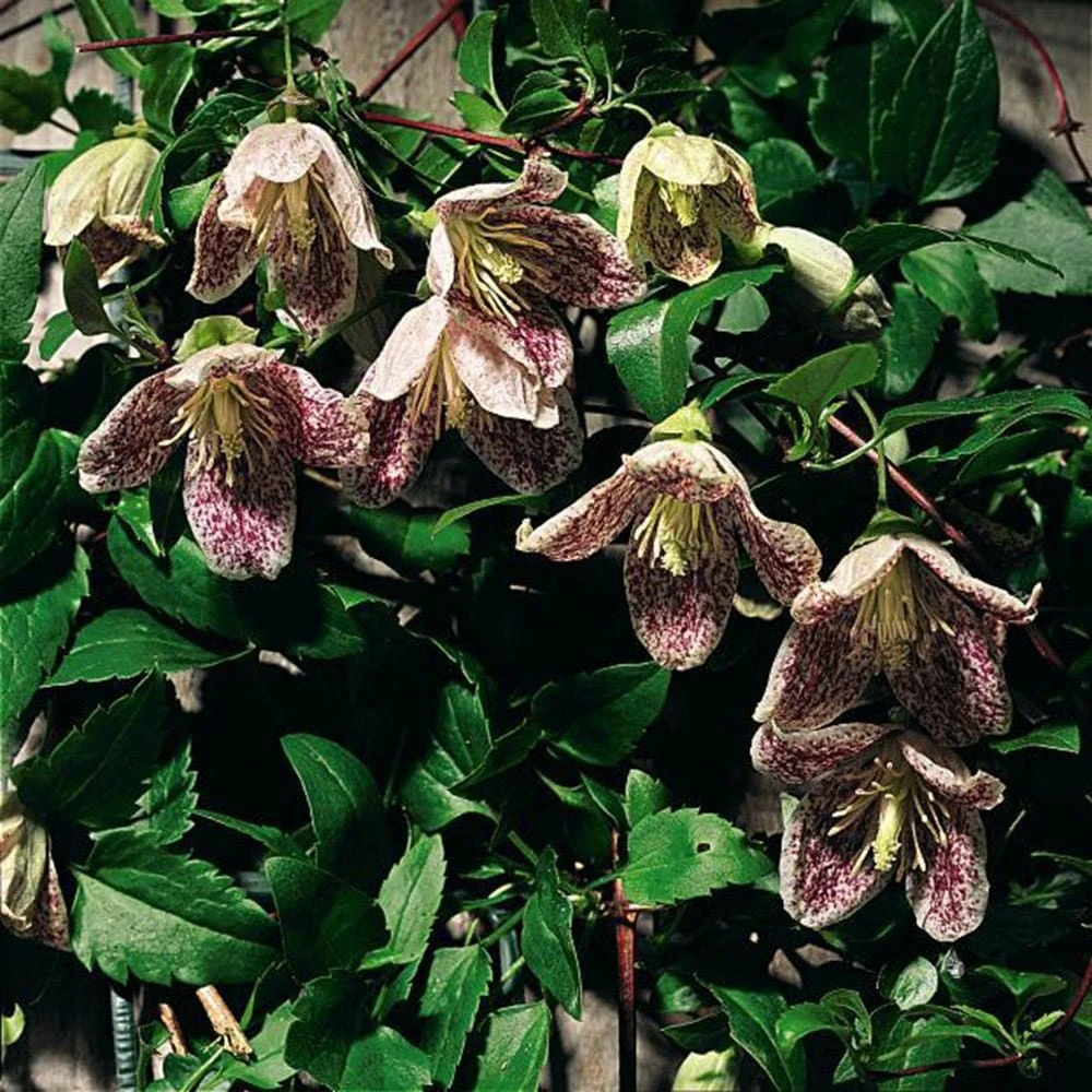 Clematis Cirrhosa Var. Purpurascens 'Freckles' 2 Clematis Cirrhosa Var. Purpurascens 'Freckles' - Image 2