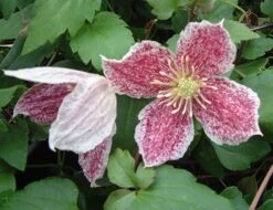 Clematis Cirrhosa Var. Purpurascens 'Freckles' 5 Clematis Cirrhosa Var. Purpurascens 'Freckles' -Pure Botanica pl0000000872 card3 lg