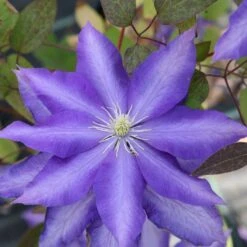 Clematis 'Daniel Deronda'