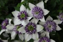 Clematis Florida Var. Florida 'Sieboldiana' -Pure Botanica pl0000000882 card6 lg