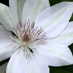 New Release 9 Clematis 'Henryi'