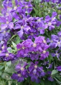Clematis 'Jackmanii' -Pure Botanica pl0000000891 card3 lg