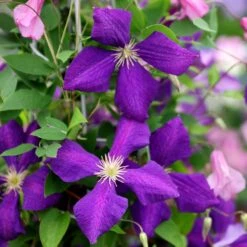 Clematis 'Jackmanii' -Pure Botanica pl0000000891 card4 lg