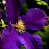 Clematis 'Jackmanii Superba'