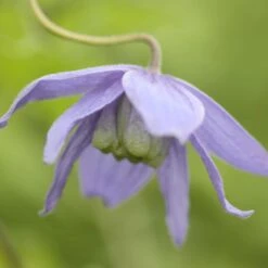 Clematis Macropetala 7 Clematis Macropetala -Pure Botanica pl0000000893 card4 lg