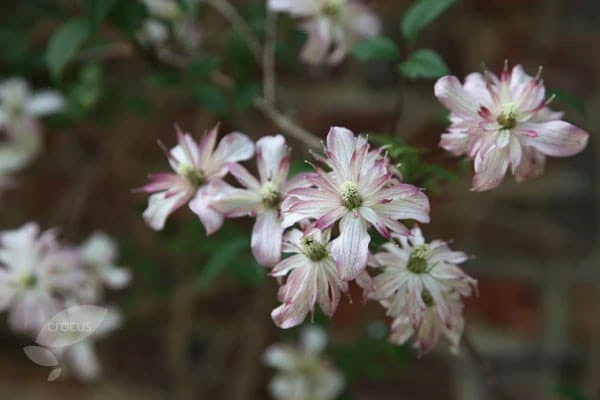 Clematis 'Marjorie' 3 Clematis 'Marjorie' - Image 3
