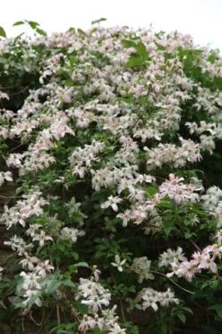 Clematis 'Marjorie' 7 Clematis 'Marjorie' -Pure Botanica pl0000000902 card4 lg