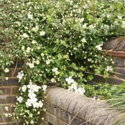 Clematis Montana Var. Grandiflora -Pure Botanica pl0000000905 card3 lg