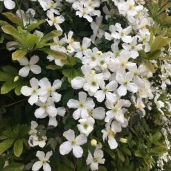 Clematis Montana Var. Grandiflora -Pure Botanica pl0000000905 card4 lg