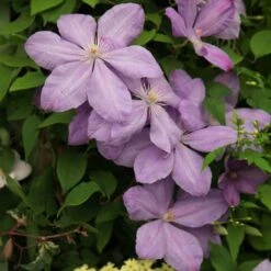 Clematis 'Mrs Cholmondeley'