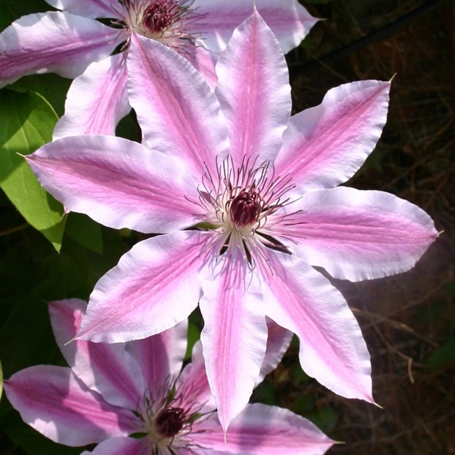Clematis 'Nelly Moser' 1 Clematis 'Nelly Moser'
