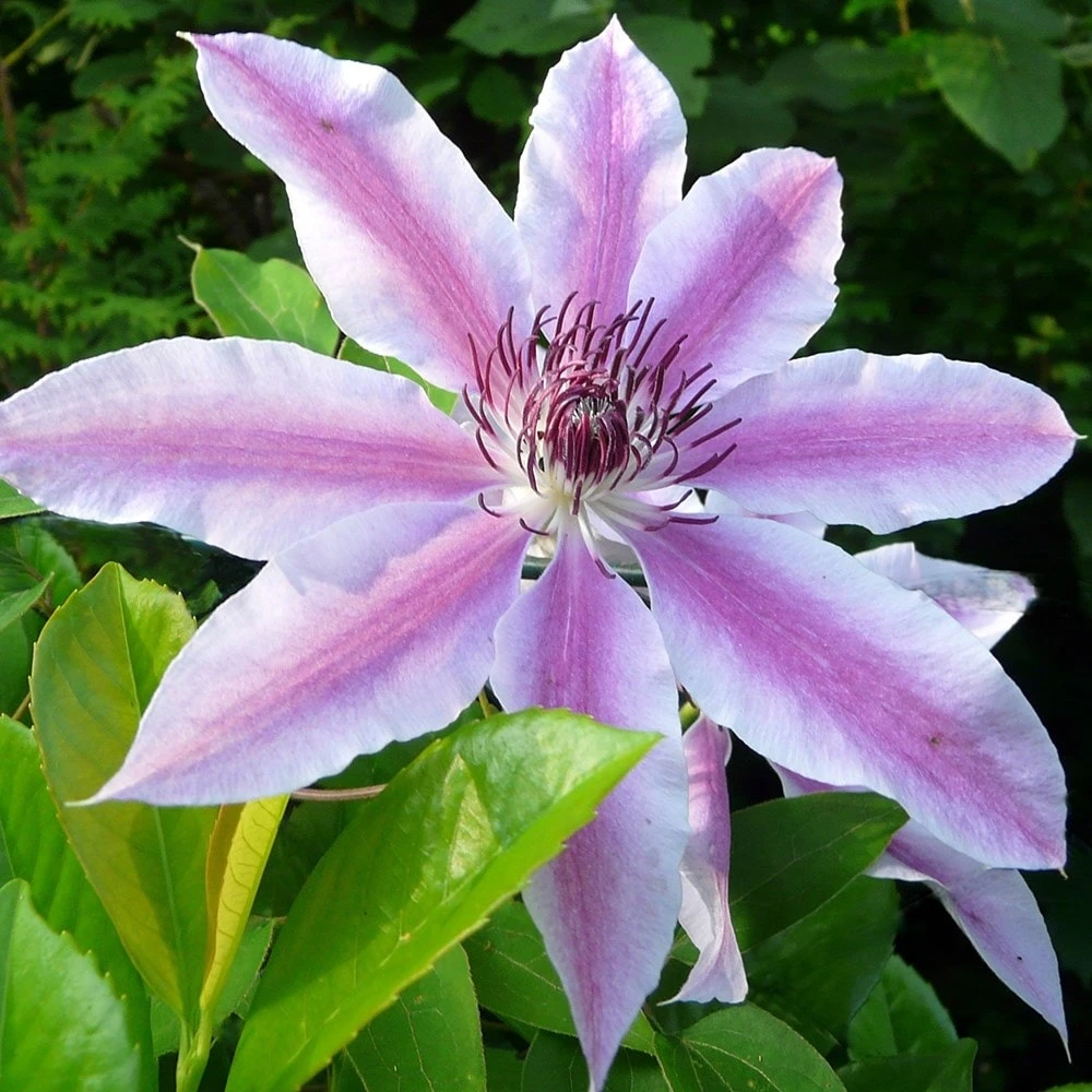Clematis 'Nelly Moser' 2 Clematis 'Nelly Moser' - Image 2