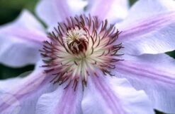 Clematis 'Nelly Moser' 6 Clematis 'Nelly Moser' -Pure Botanica pl0000000909 card3 lg