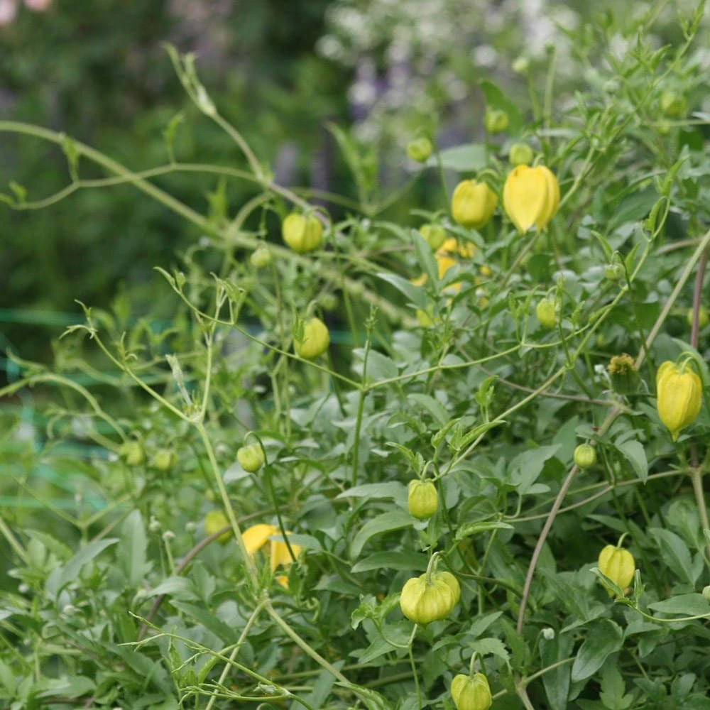 Clematis Tangutica 2 Clematis Tangutica - Image 2