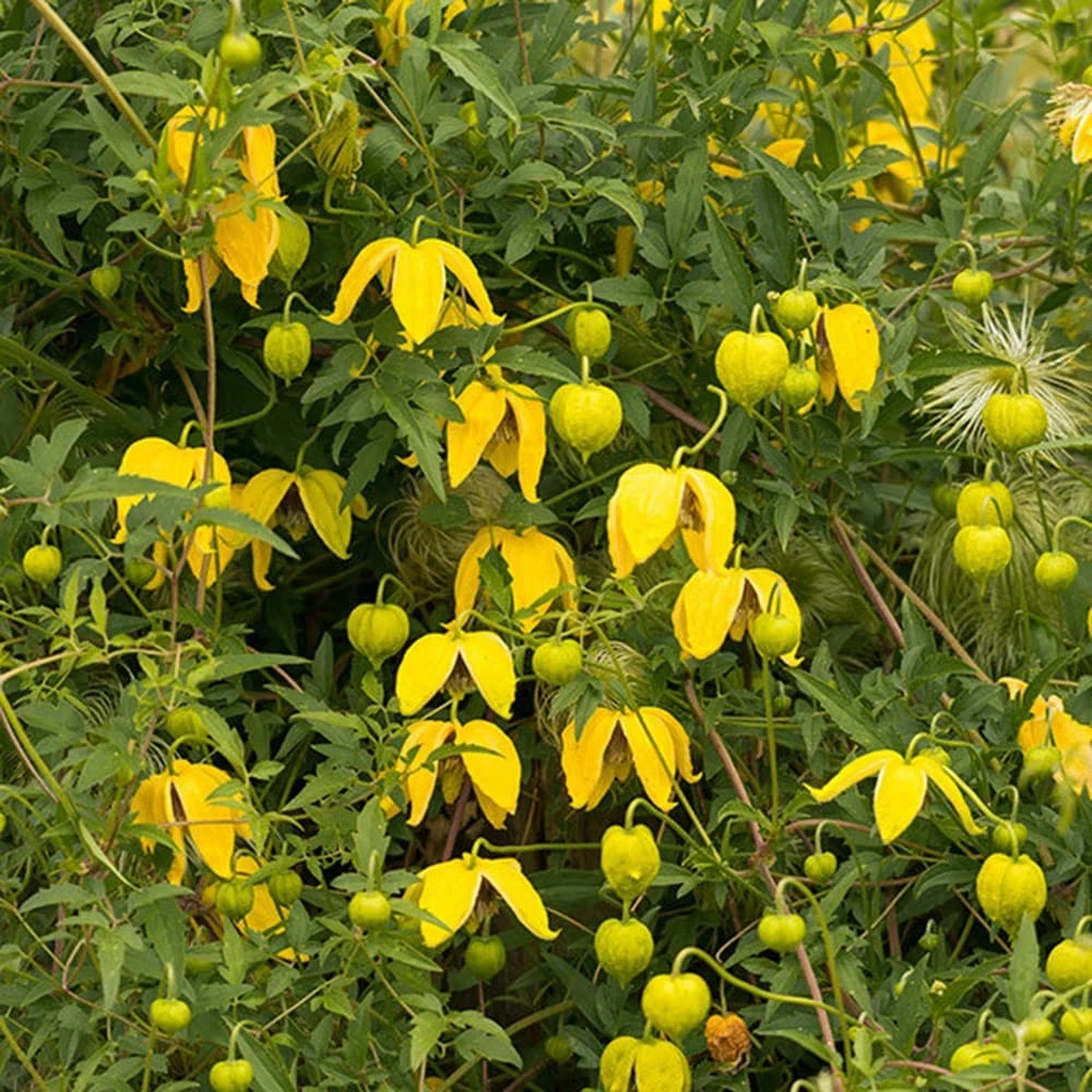 Clematis Tangutica 3 Clematis Tangutica - Image 3