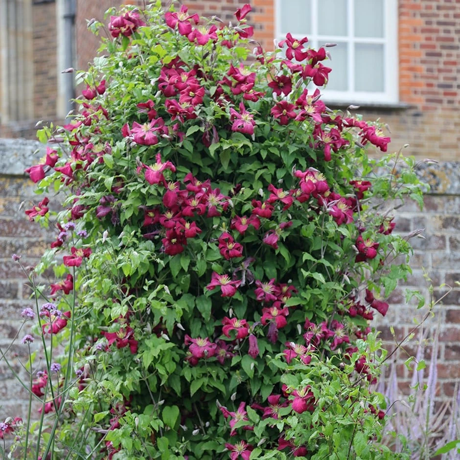 Clematis 'Kermesina' 1 Clematis 'Kermesina'