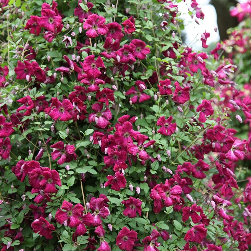 Clematis 'Kermesina' 2 Clematis 'Kermesina' - Image 2