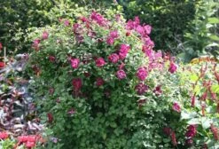 Clematis 'Kermesina' 7 Clematis 'Kermesina' -Pure Botanica pl0000000926 card4 lg